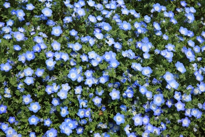 蓝色开花植物